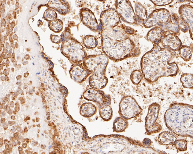 Kir2.1 (KCNJ2) Antibody in Immunohistochemistry (Paraffin) (IHC (P))