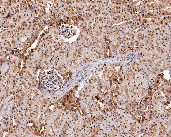 UBE1L Antibody in Immunohistochemistry (Paraffin) (IHC (P))