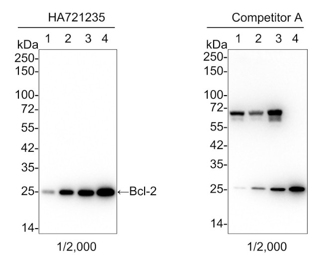 Bcl-2 Antibody in Western Blot (WB)