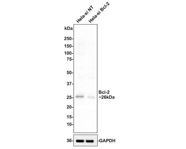 Bcl-2 Antibody in Western Blot (WB)