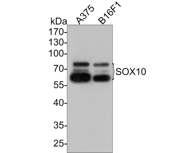 SOX10 Antibody in Western Blot (WB)