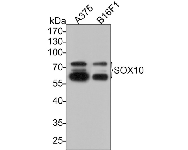 SOX10 Antibody in Western Blot (WB)