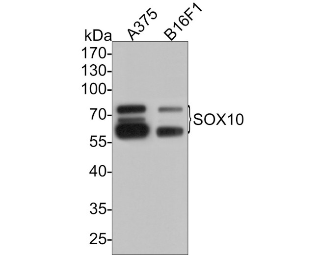 SOX10 Antibody in Western Blot (WB)