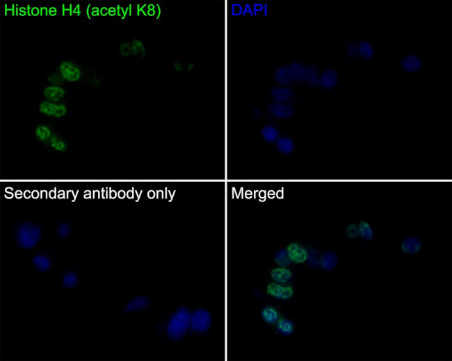 H4K8ac Antibody in Immunocytochemistry (ICC/IF)