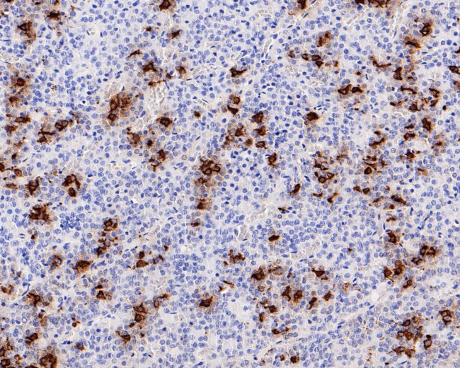 POMC Antibody in Immunohistochemistry (Paraffin) (IHC (P))