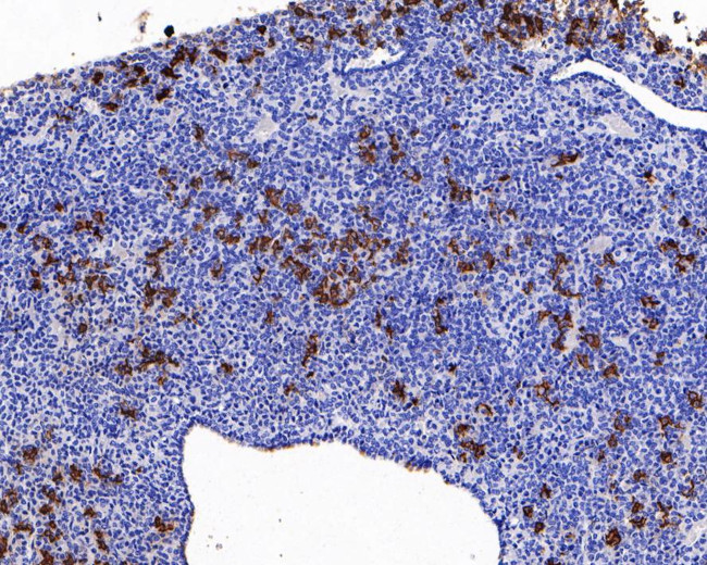 POMC Antibody in Immunohistochemistry (Paraffin) (IHC (P))