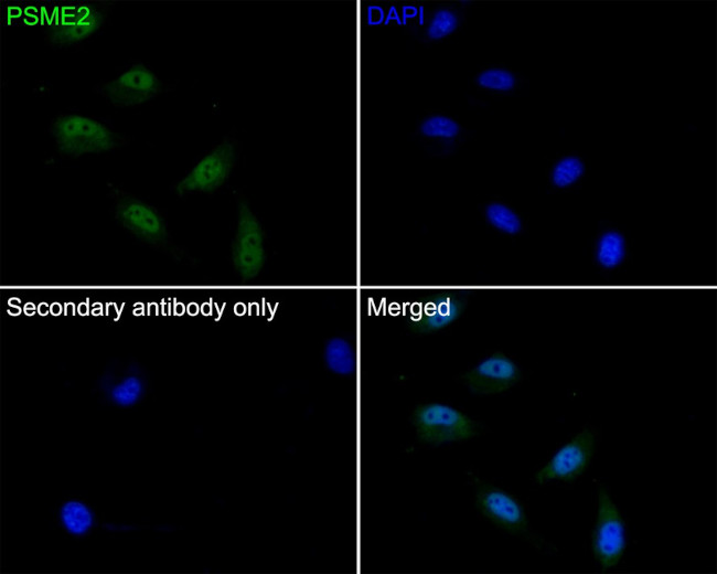 PSME2 Antibody in Immunocytochemistry (ICC/IF)