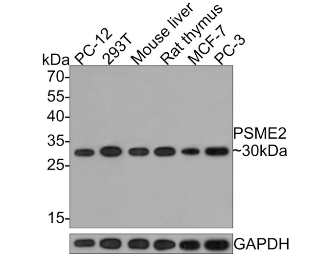 PSME2 Antibody in Western Blot (WB)