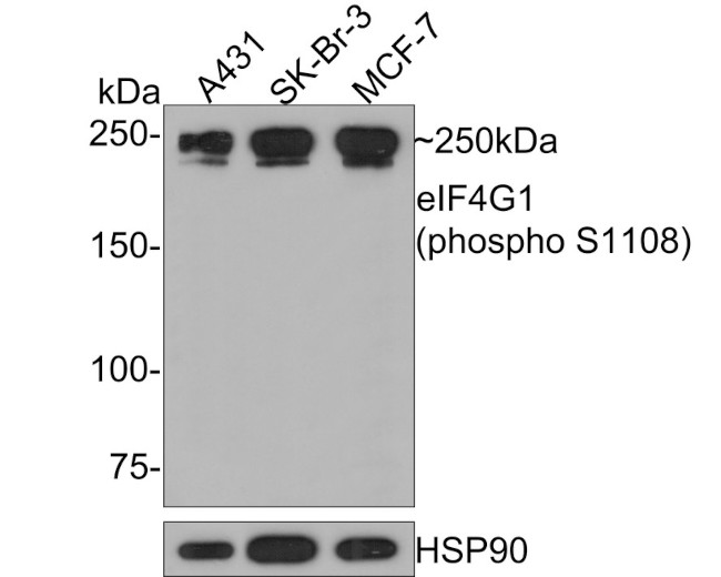 Phospho-eIF4G (Ser1108) Antibody in Western Blot (WB)