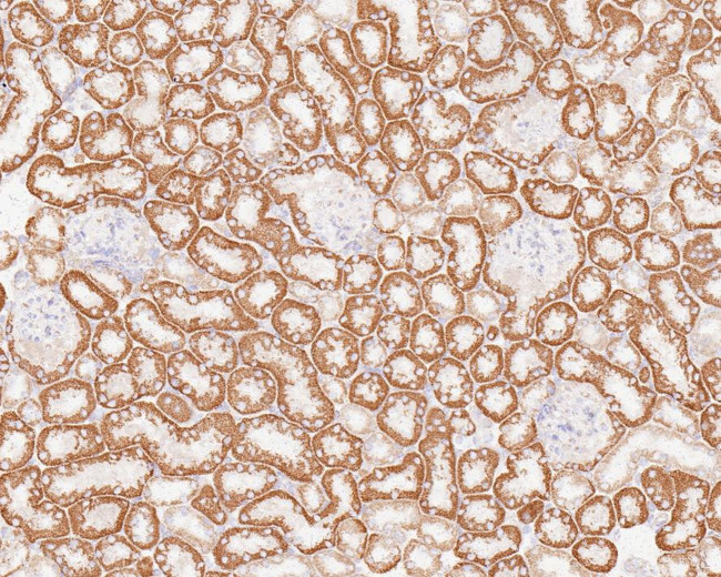 GM130 Antibody in Immunohistochemistry (Paraffin) (IHC (P))