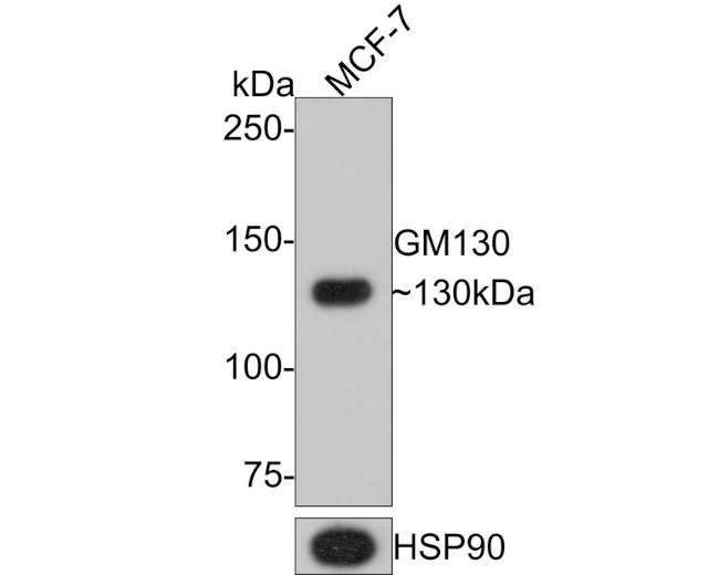 GM130 Antibody in Western Blot (WB)