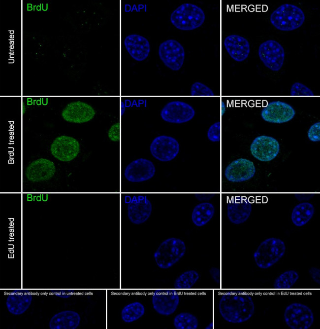 BrdU Antibody in Immunocytochemistry (ICC/IF)