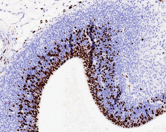 BrdU Antibody in Immunohistochemistry (Paraffin) (IHC (P))