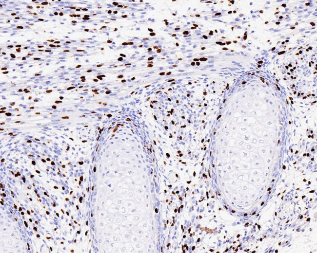 BrdU Antibody in Immunohistochemistry (Paraffin) (IHC (P))