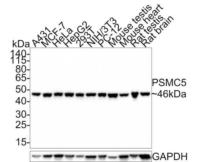 PSMC5 Antibody in Western Blot (WB)