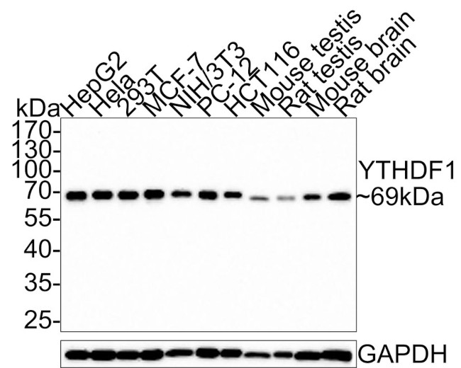 YTHDF1 Antibody in Western Blot (WB)