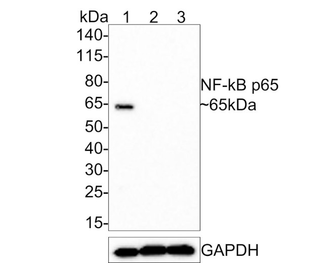 NFkB p65 Antibody in Western Blot (WB)