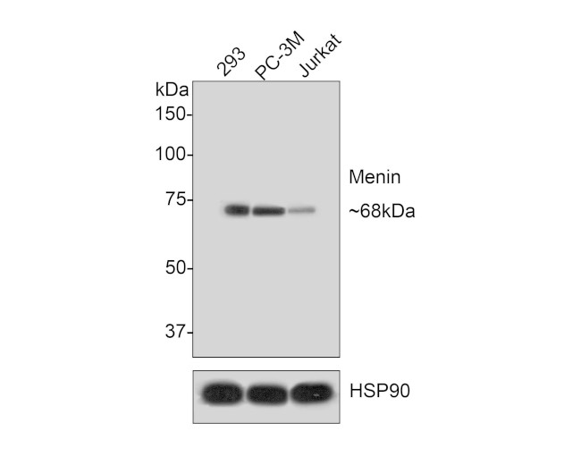 Menin Antibody in Western Blot (WB)