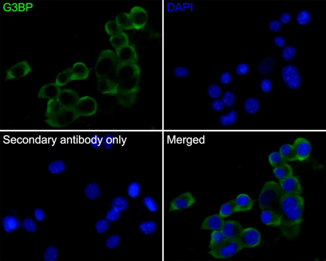 G3BP1 Antibody in Immunocytochemistry (ICC/IF)