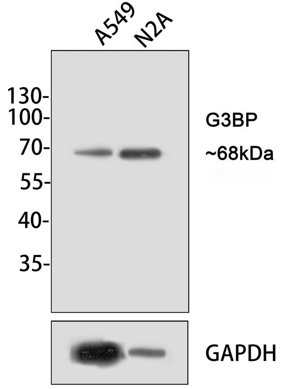 G3BP1 Antibody in Western Blot (WB)