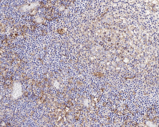 SIRP alpha Antibody in Immunohistochemistry (Paraffin) (IHC (P))