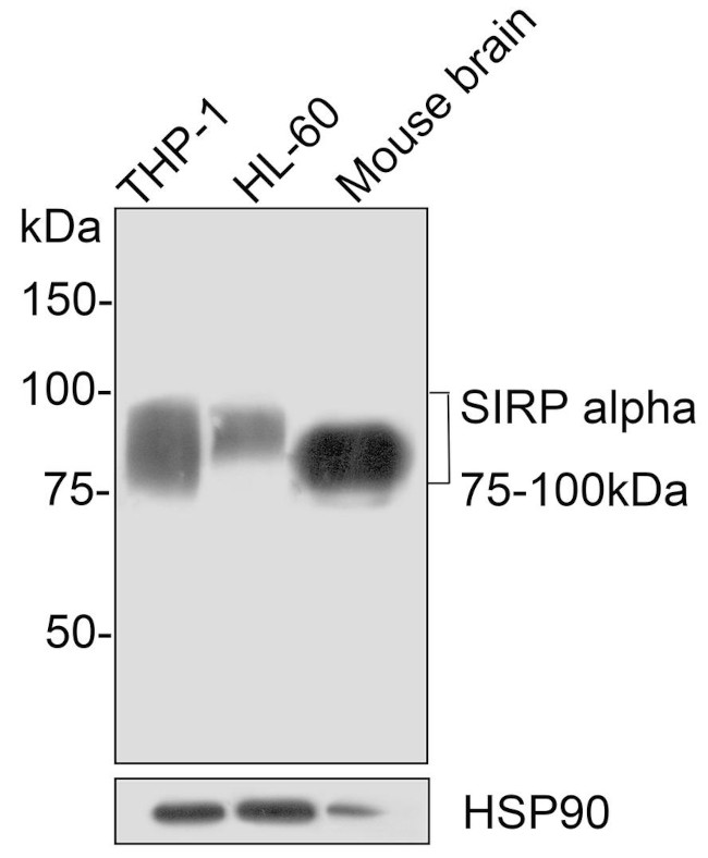 SIRP alpha Antibody in Western Blot (WB)