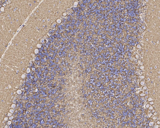 GLT-1 Antibody in Immunohistochemistry (Paraffin) (IHC (P))