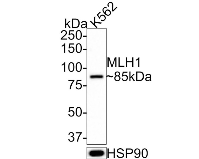 MLH1 Antibody in Western Blot (WB)