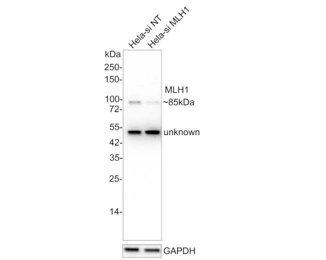 MLH1 Antibody in Western Blot (WB)