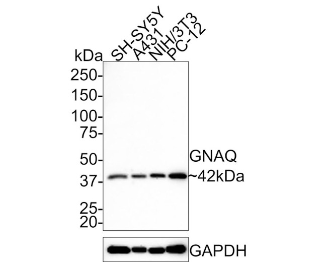 GNAQ Antibody in Western Blot (WB)