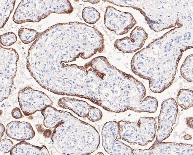 FDX1 Antibody in Immunohistochemistry (Paraffin) (IHC (P))