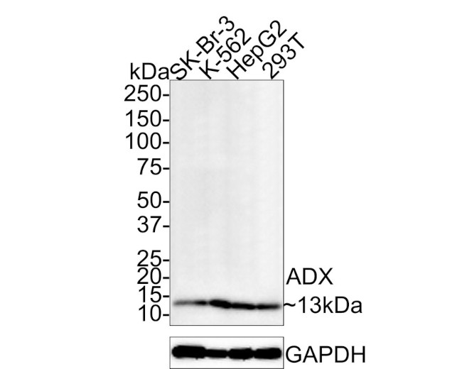 FDX1 Antibody in Western Blot (WB)