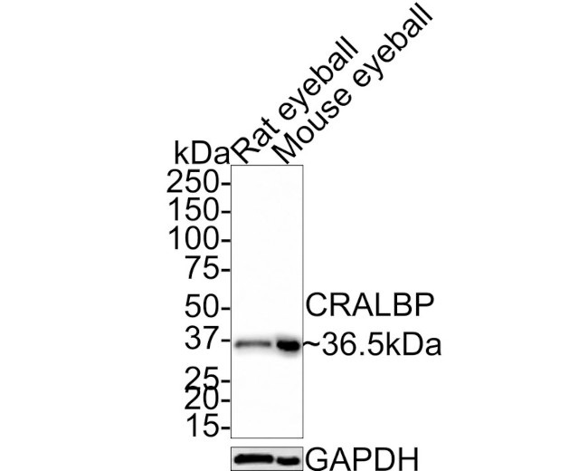 CRALBP Antibody in Western Blot (WB)