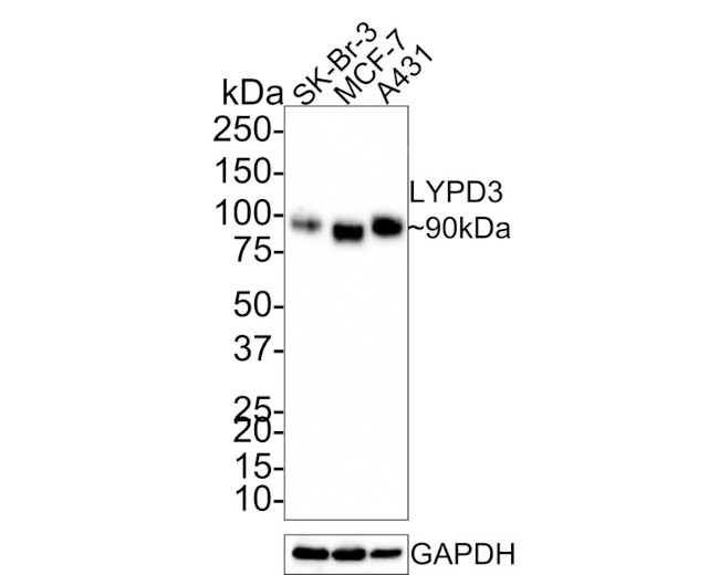 LYPD3 Antibody in Western Blot (WB)