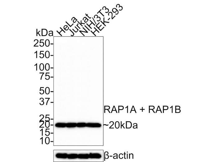 RAP1A/RAP1B Antibody in Western Blot (WB)