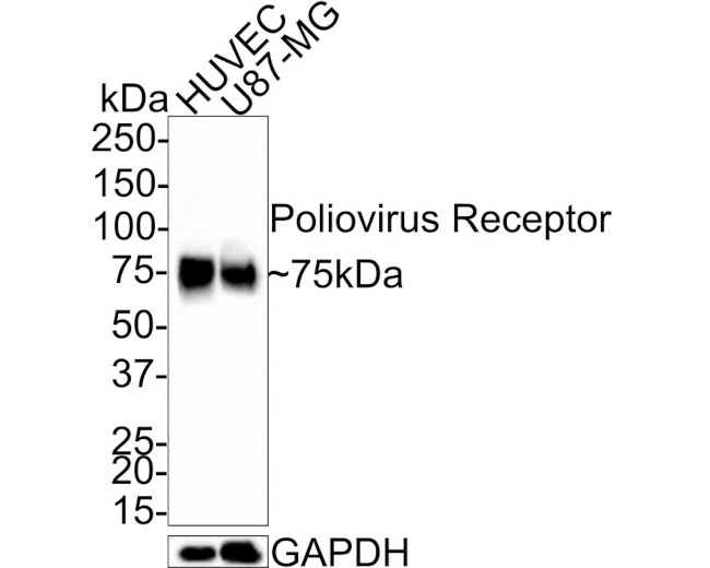 CD155 Antibody in Western Blot (WB)