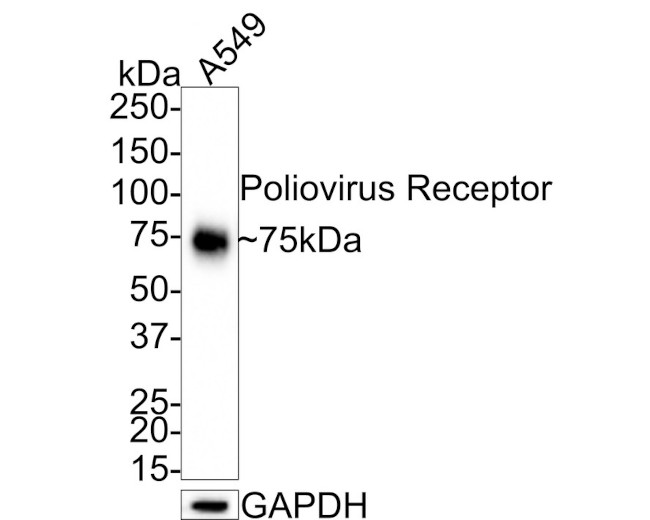 CD155 Antibody in Western Blot (WB)