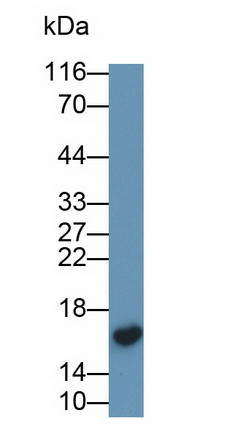 Transthyretin Antibody in Western Blot (WB)