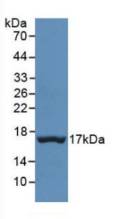 Transthyretin Antibody in Western Blot (WB)