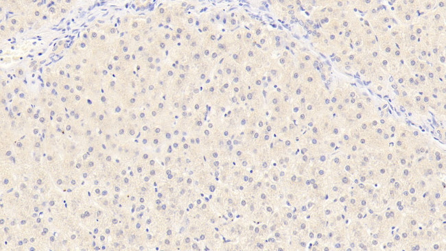 Albumin Antibody in Immunohistochemistry (Paraffin) (IHC (P))