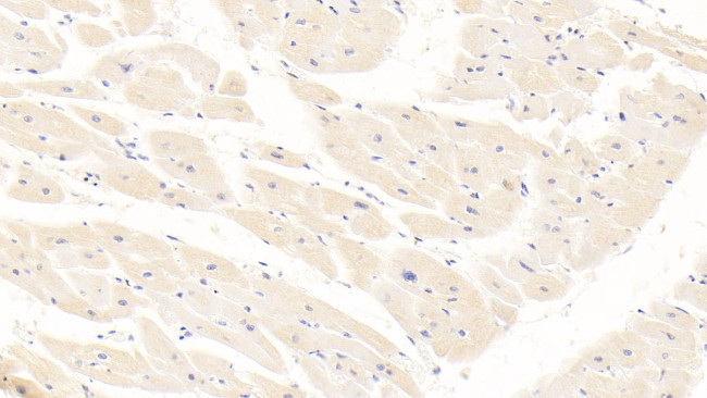 Albumin Antibody in Immunohistochemistry (Paraffin) (IHC (P))