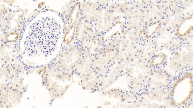 Albumin Antibody in Immunohistochemistry (Paraffin) (IHC (P))