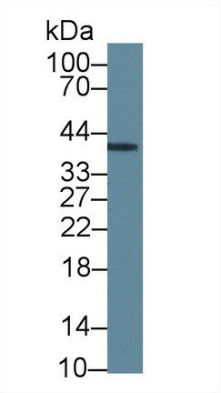 INHA Antibody in Western Blot (WB)