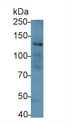 COL1A1 Antibody in Western Blot (WB)