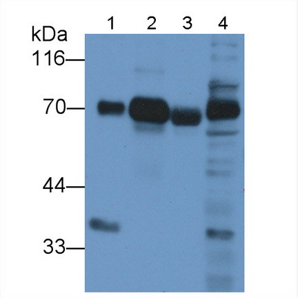 Dystrophin Antibody in Western Blot (WB)