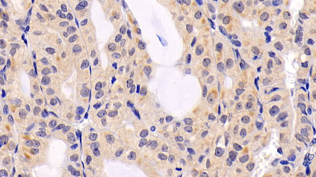 ERK2 Antibody in Immunohistochemistry (Paraffin) (IHC (P))