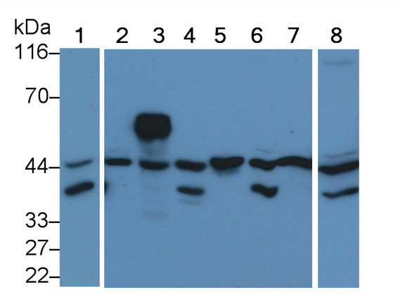 ERK2 Antibody in Western Blot (WB)