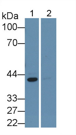 ERK2 Antibody in Western Blot (WB)