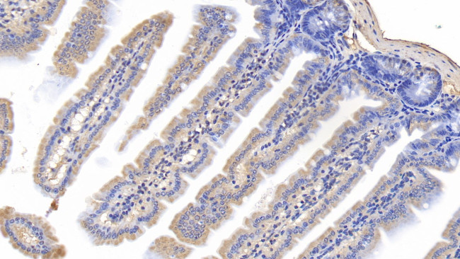 Cyclophilin A Antibody in Immunohistochemistry (Paraffin) (IHC (P))