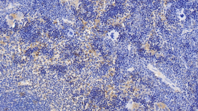 Cyclophilin A Antibody in Immunohistochemistry (Paraffin) (IHC (P))